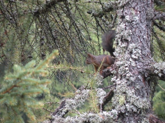 Sciurus vulgaris. Varie località